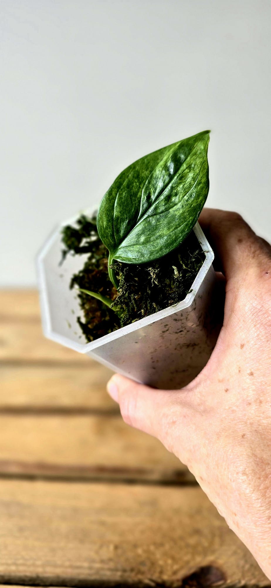 Scindapsus Parakensis Variegata