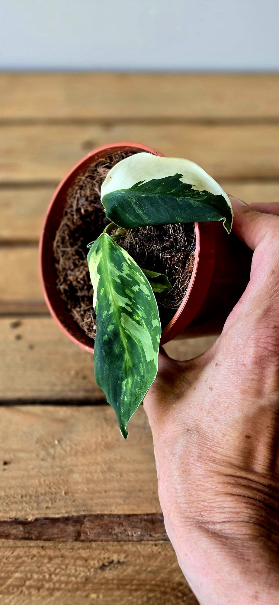 Homalomena Camouflage Variegata
