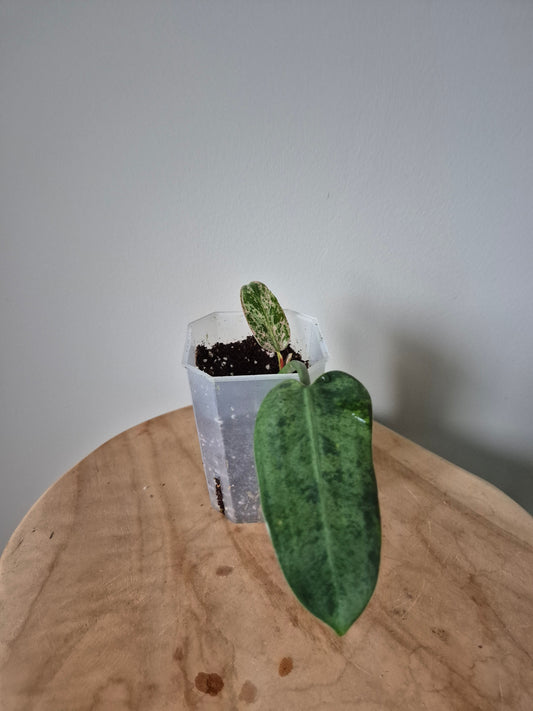 Philodendron Whipple Way Mint