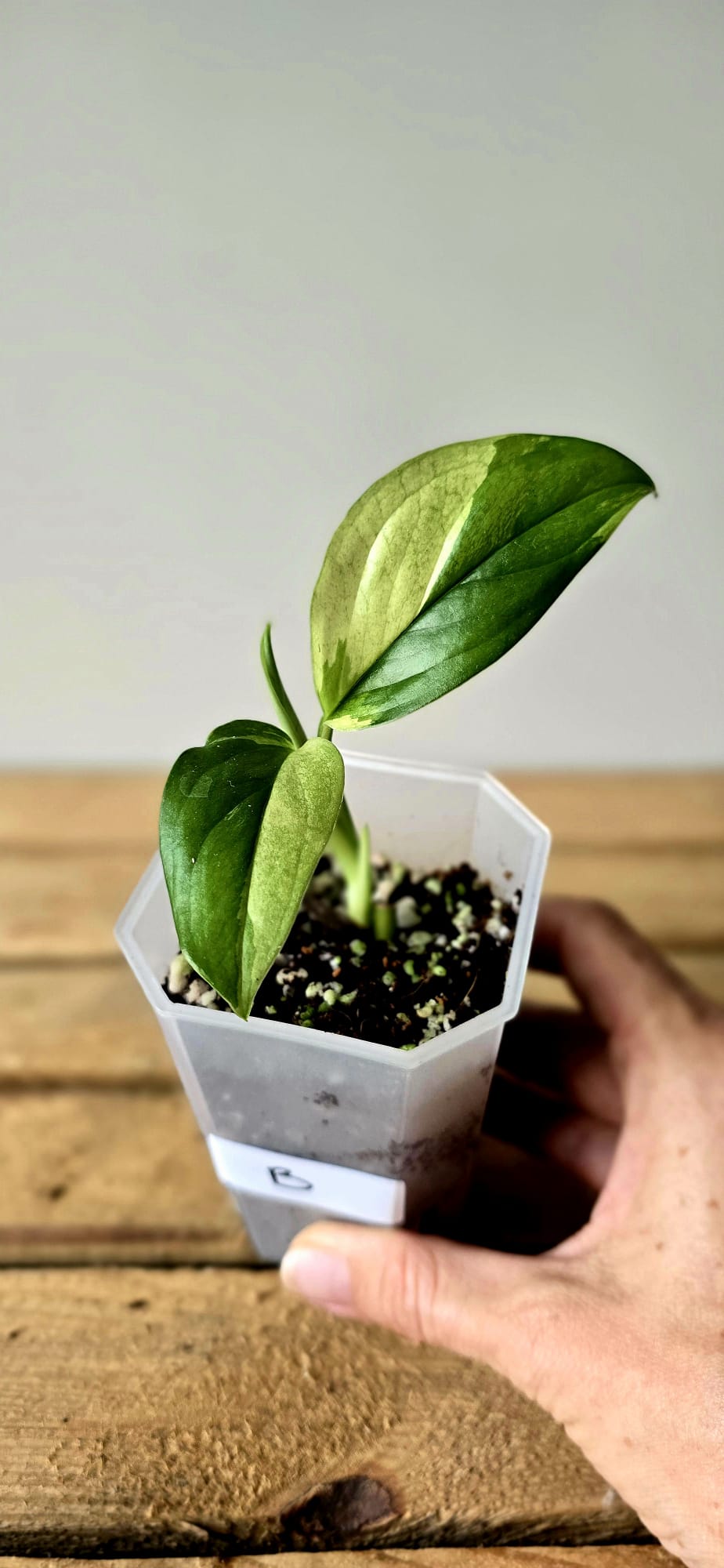 Monstera Acacoyaguensis Variegata