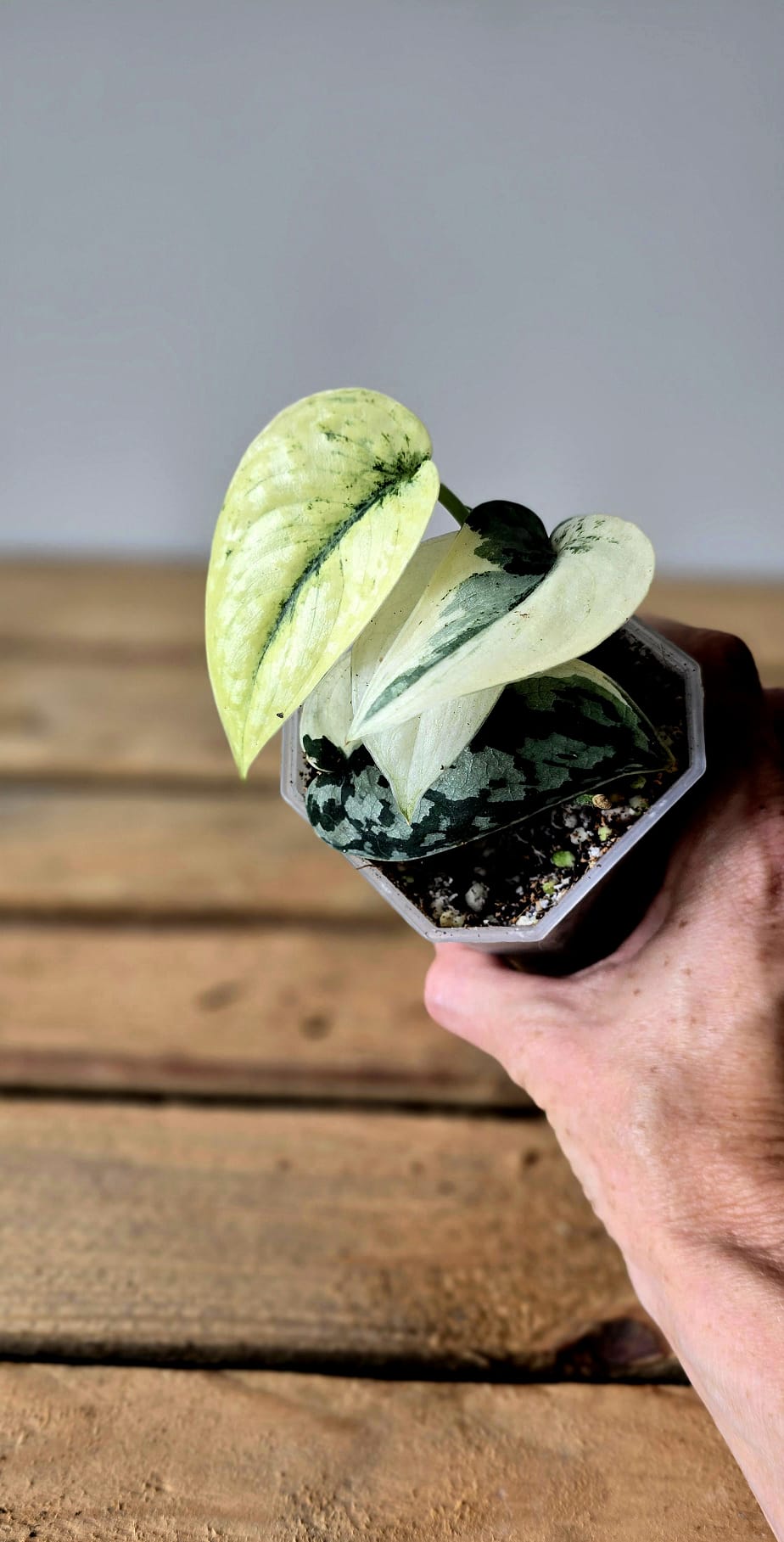 Scindapsus Mayari