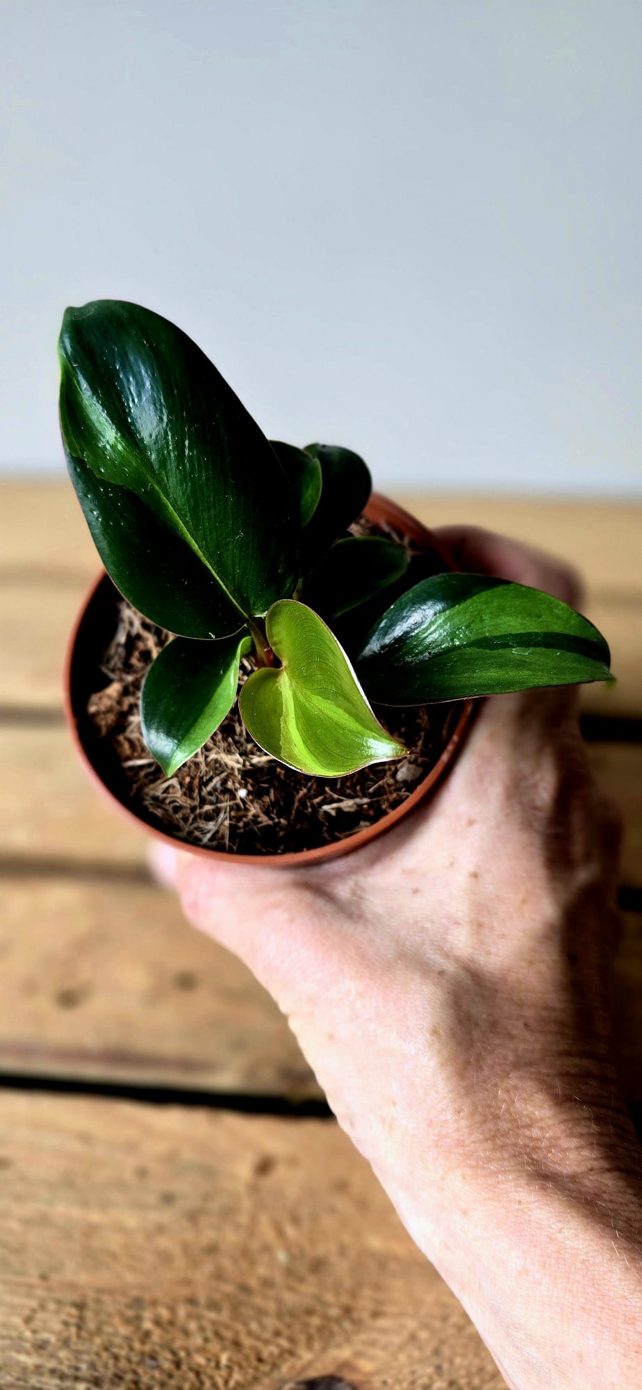Philodendron Red Congo Variegata