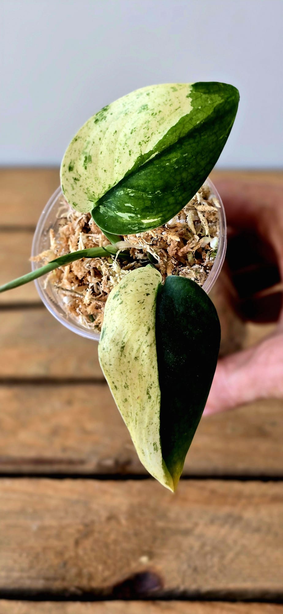 Scindapsus Jade Satin Variegata