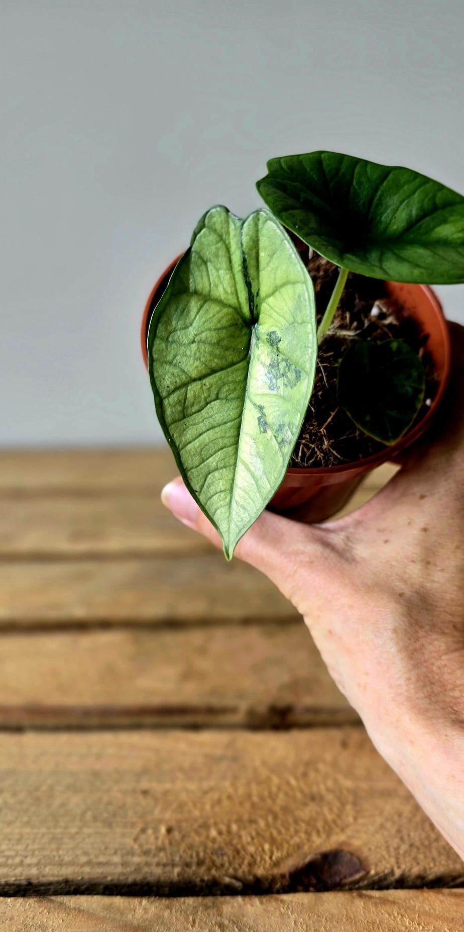 Alocasia Platinum Mint Variegata