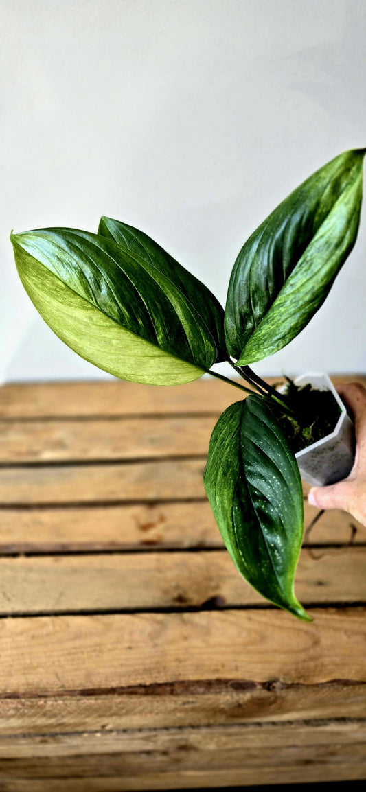 Scindapsus Parakensis Variegata