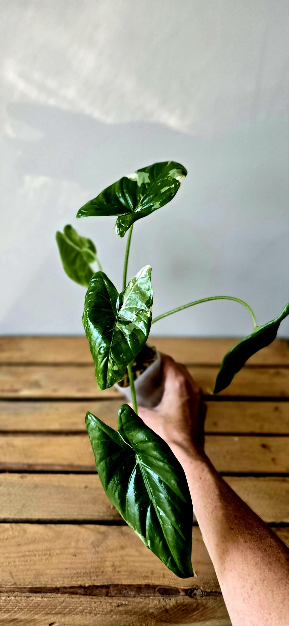 Alocasia Fornicata Albo Variegata