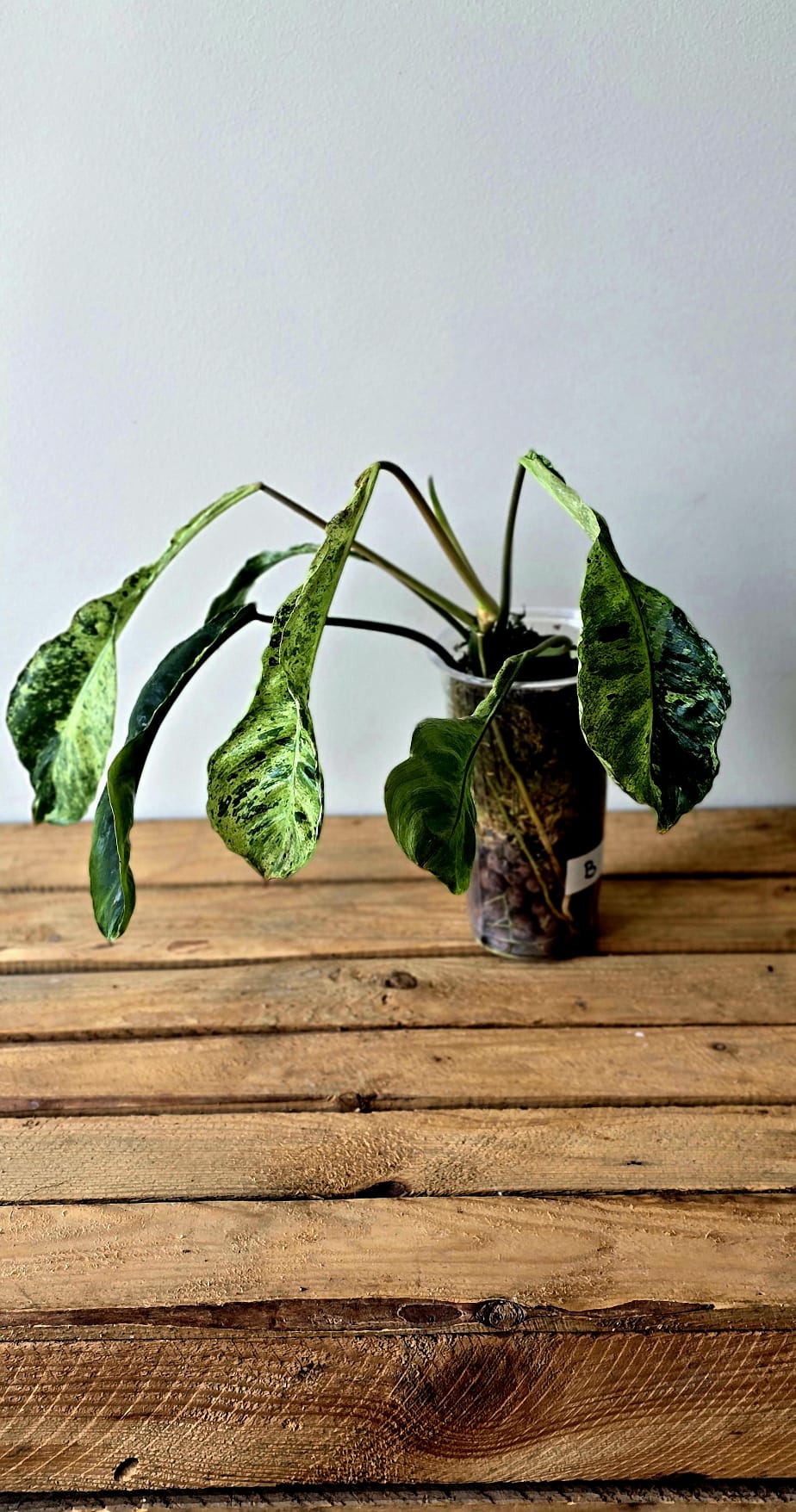 Philodendron Paraiso Verde Mutation