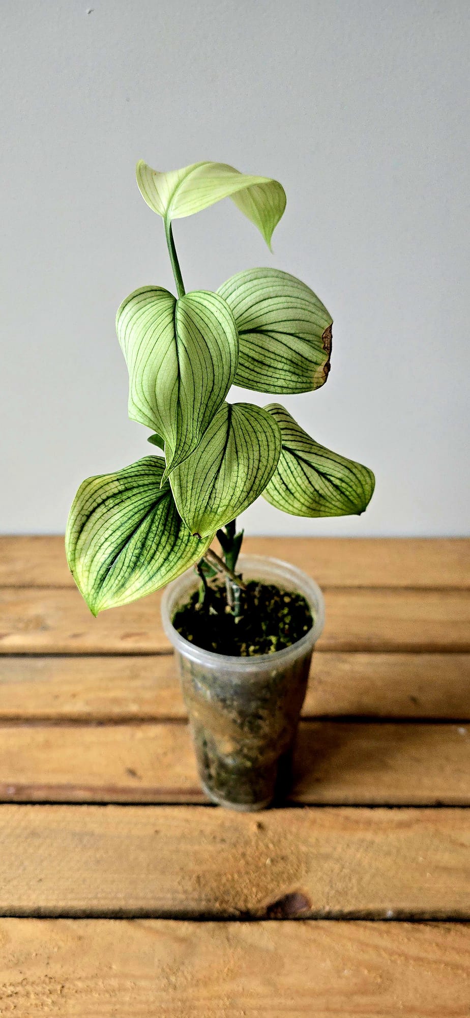 Scindapsus White Monster