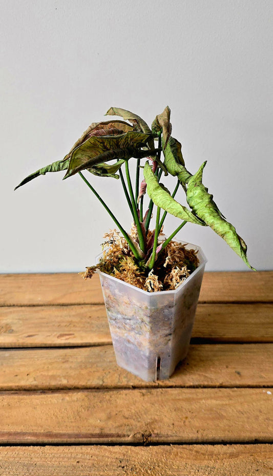 Syngonium Rolli