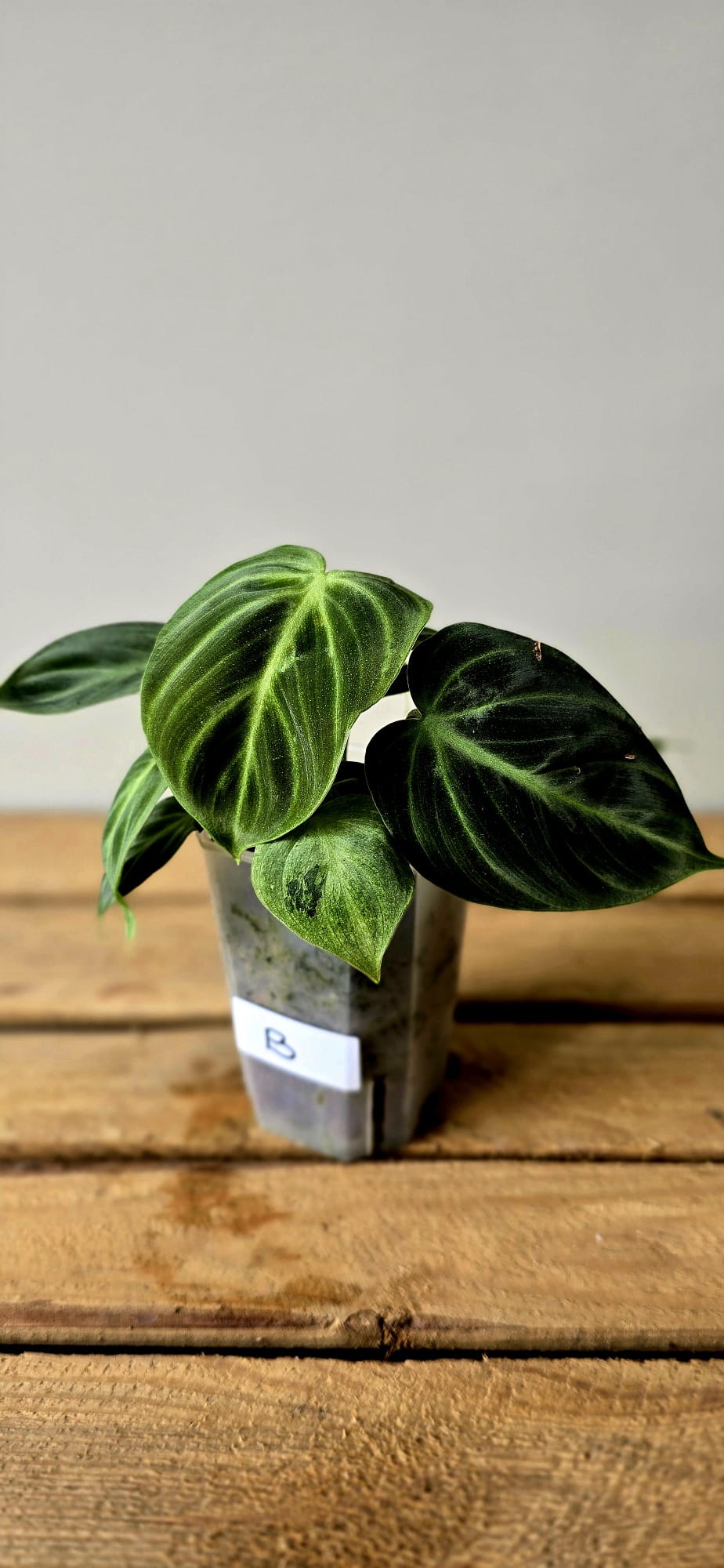Philodendron El Choco Mint Variegata