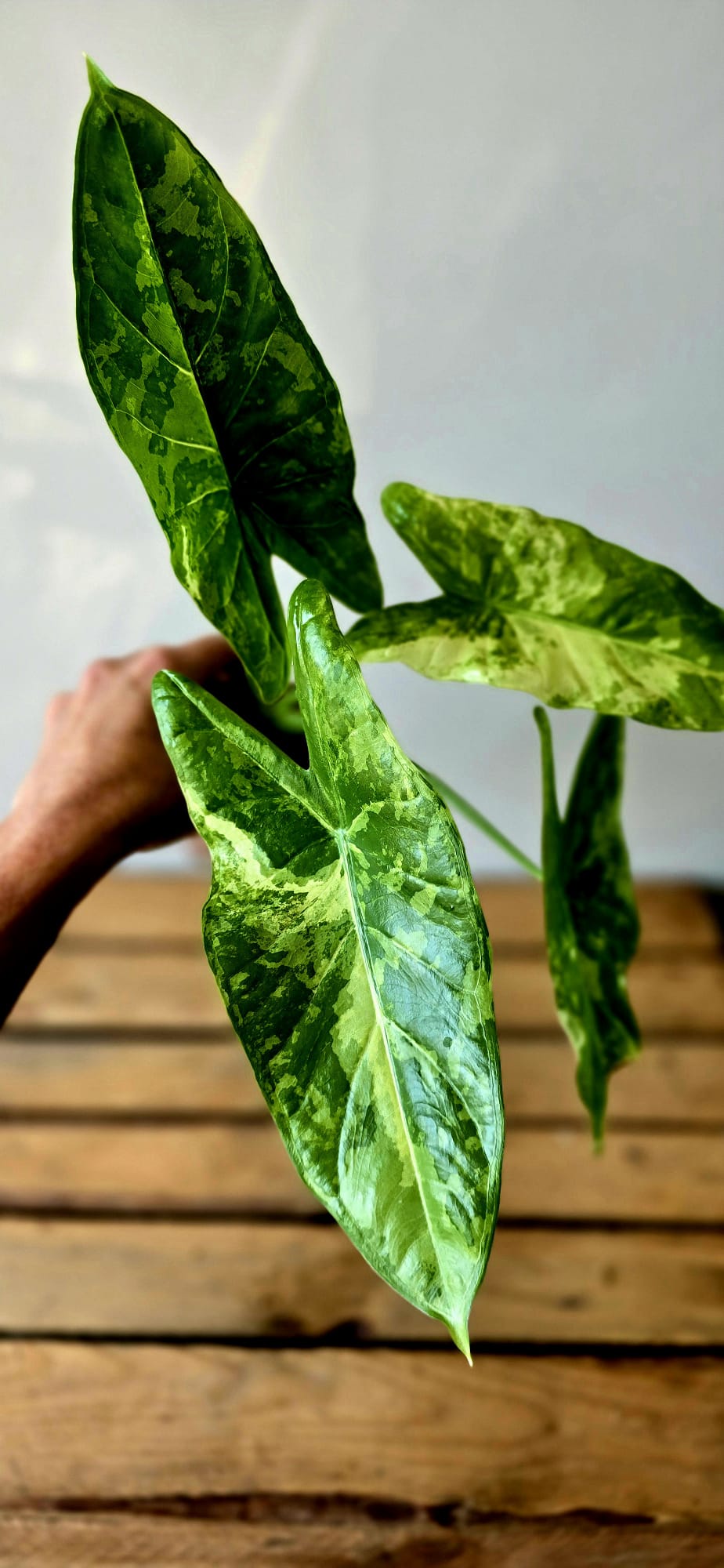 Alocasia Acuminata Albo Variegata