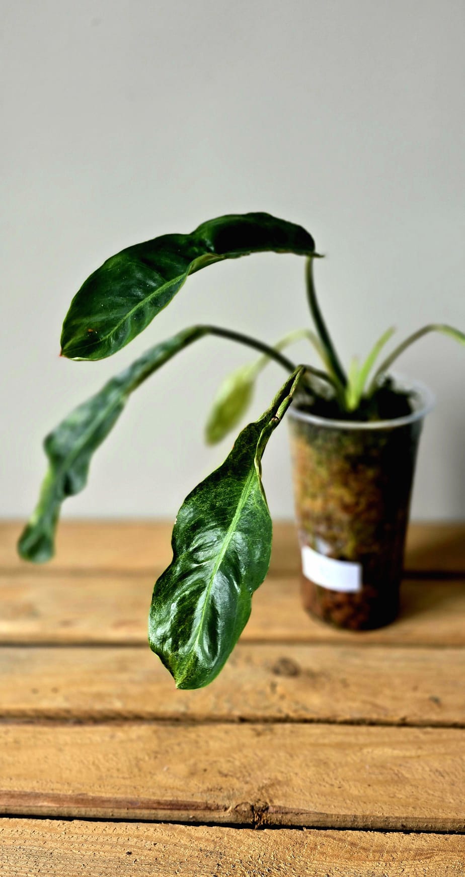 Philodendron Paraiso Verde x Joepii
