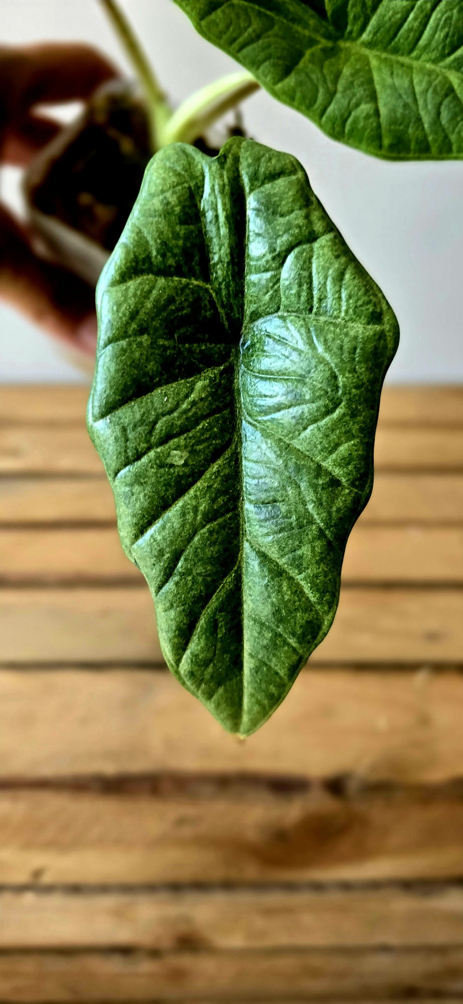 Alocasia Platinum Marble