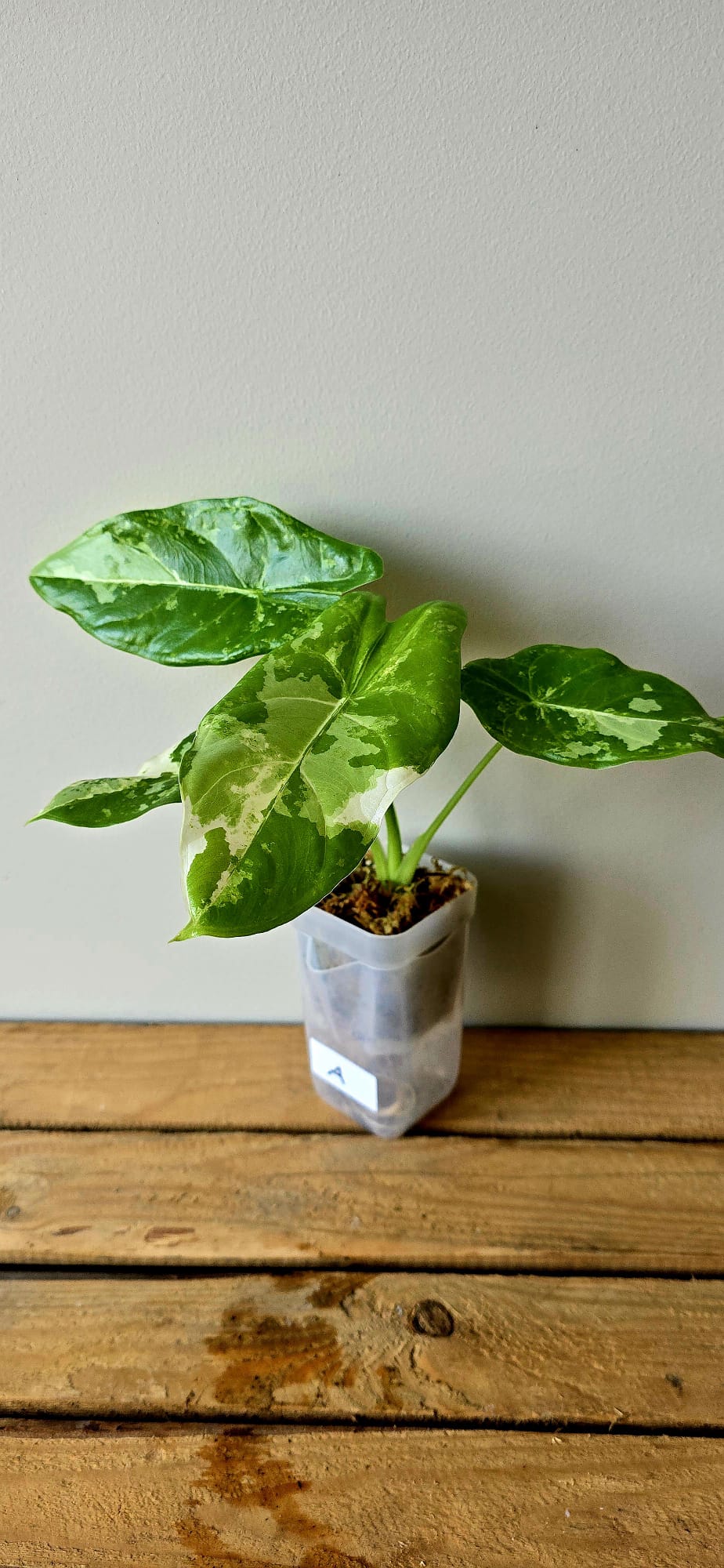 Alocasia Acuminata Albo Variegata