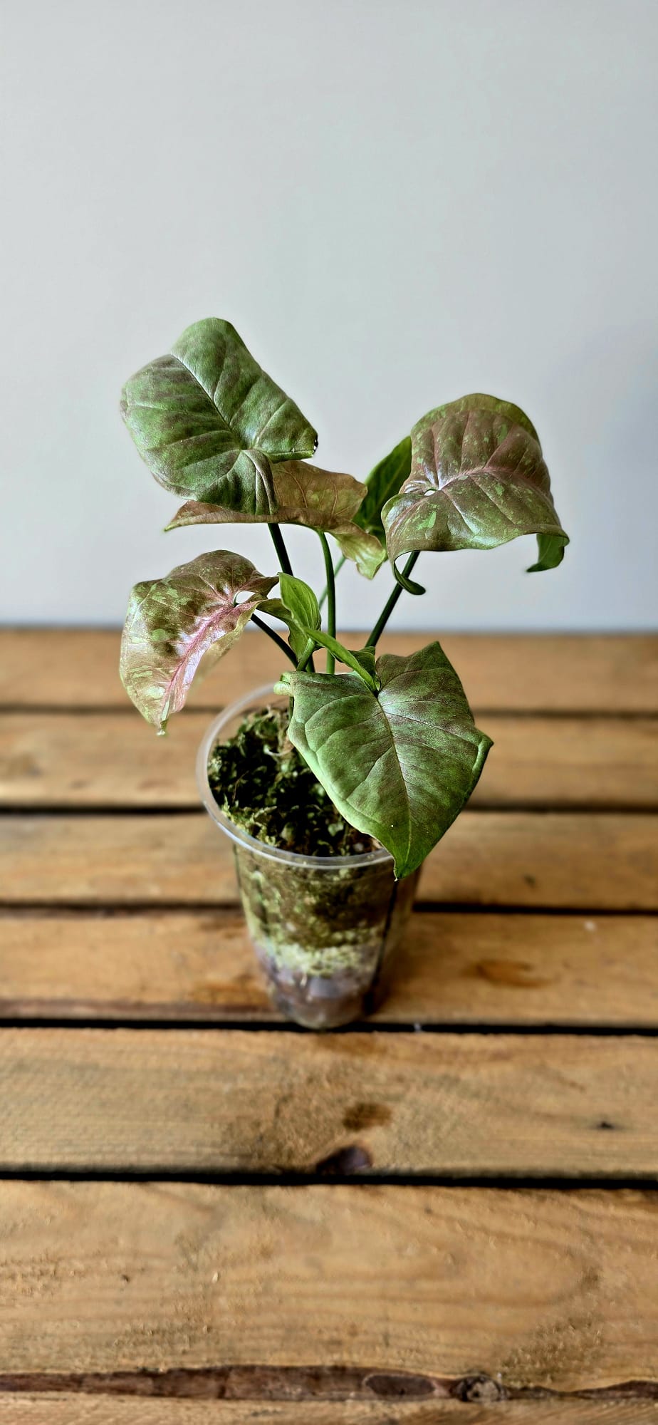 Syngonium Pink Cloud