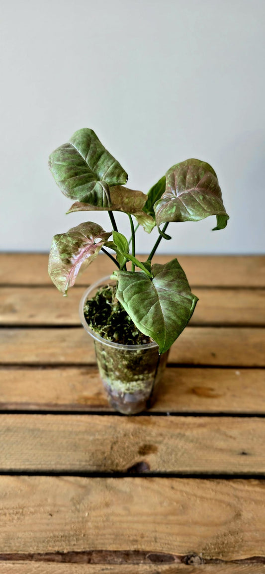 Syngonium Pink Cloud
