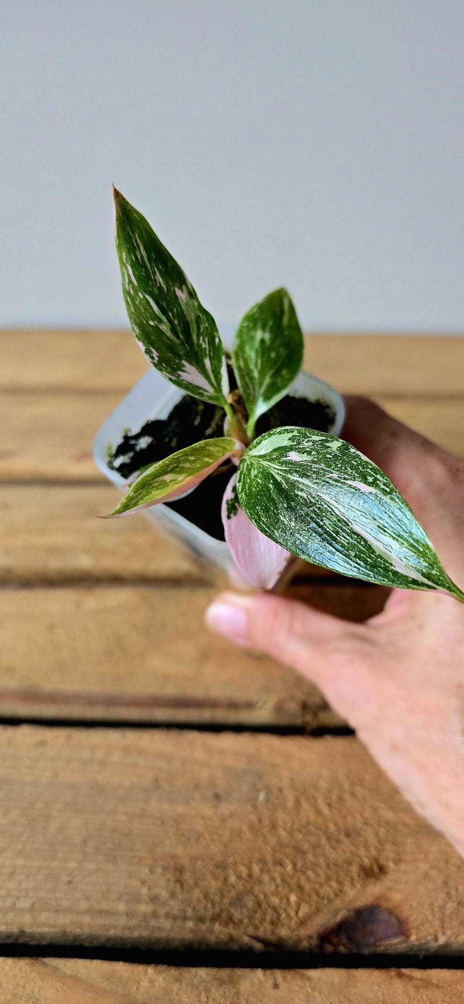 Philodendron White Knight Pink Variegata