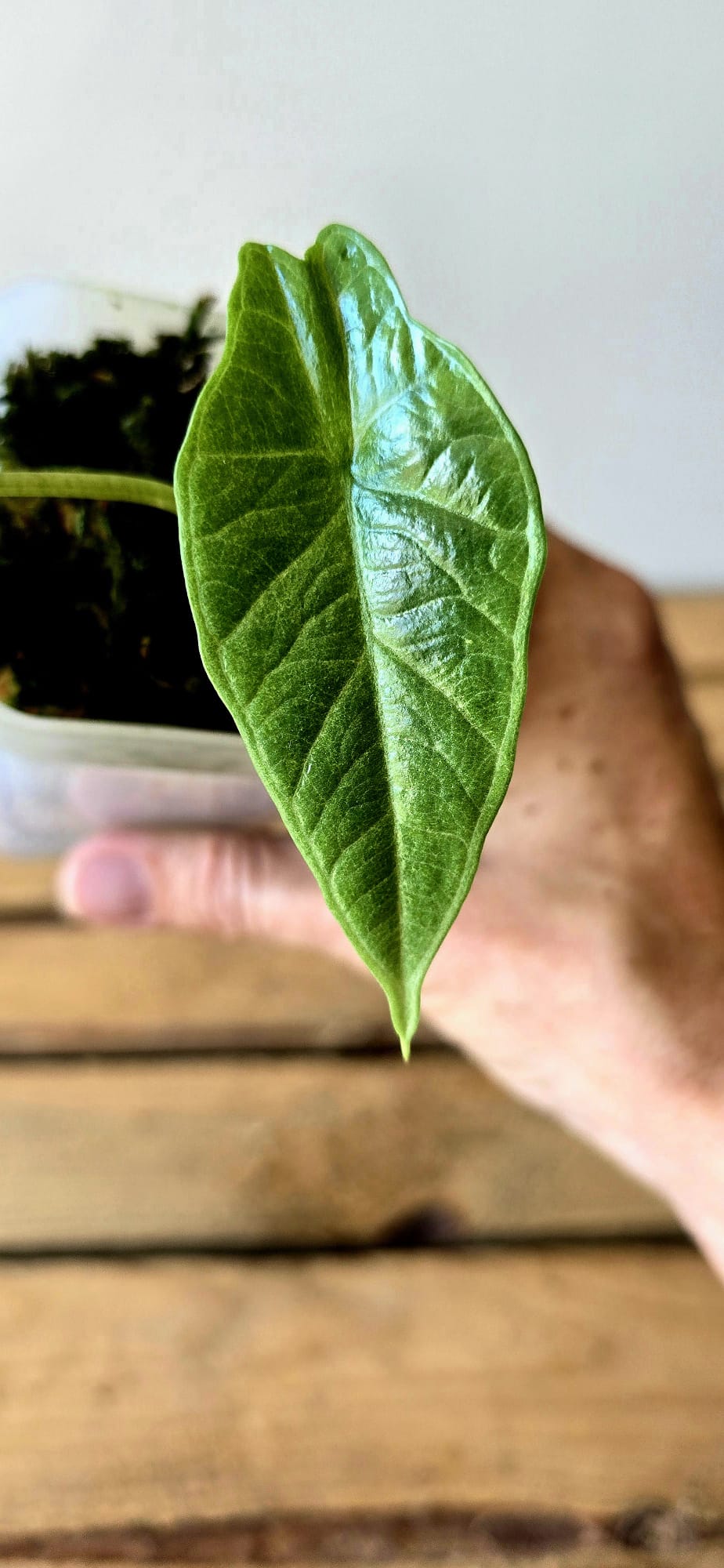 Alocasia Platinum Marble