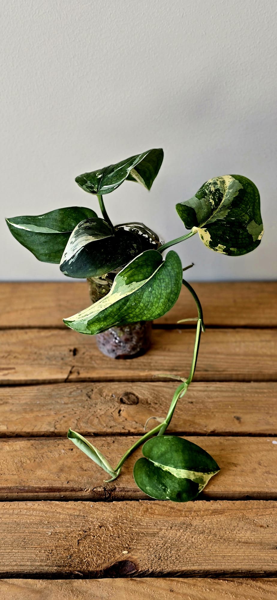 Scindapsus Jade Satin Variegata
