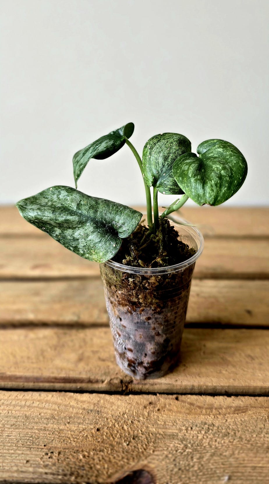 Scindapsus Exotica variegata