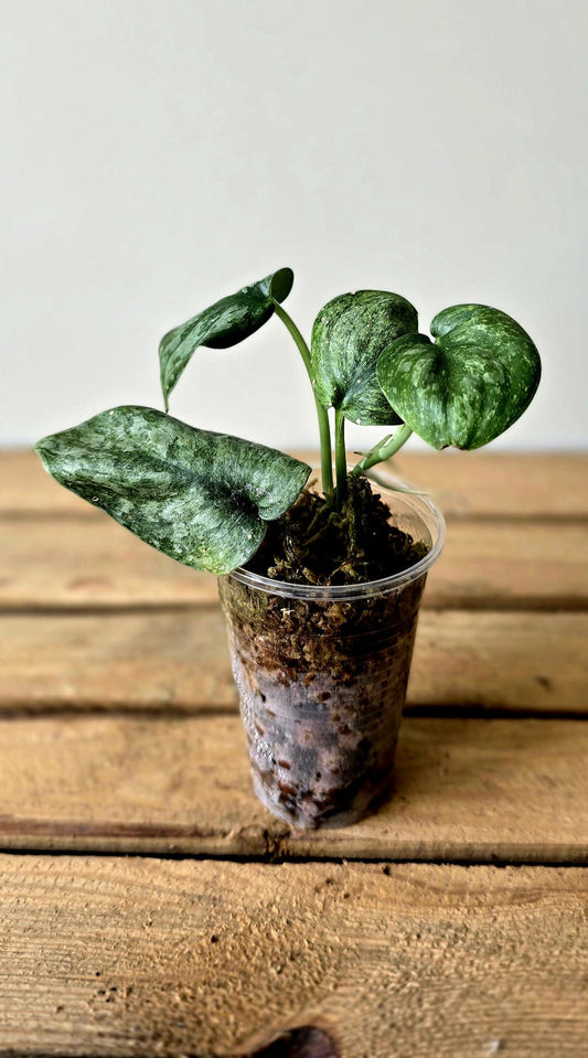 Scindapsus Exotica variegata
