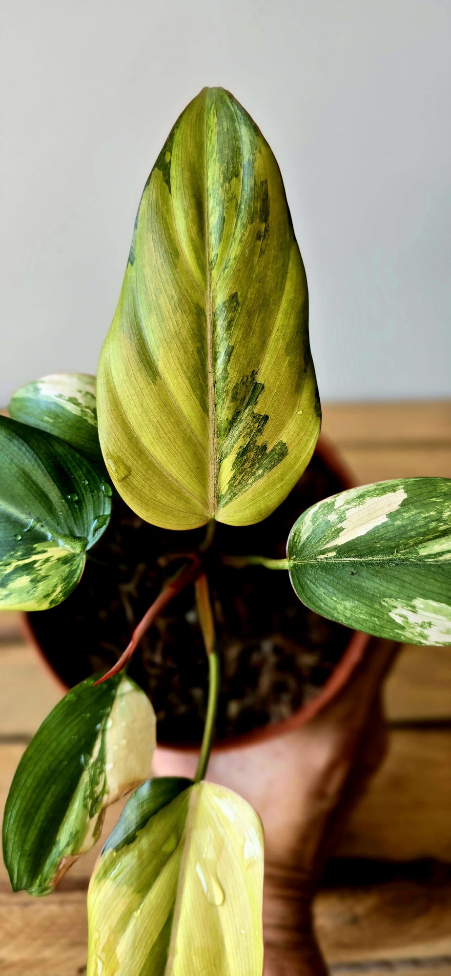 Philodendron Summer Glory Variegata