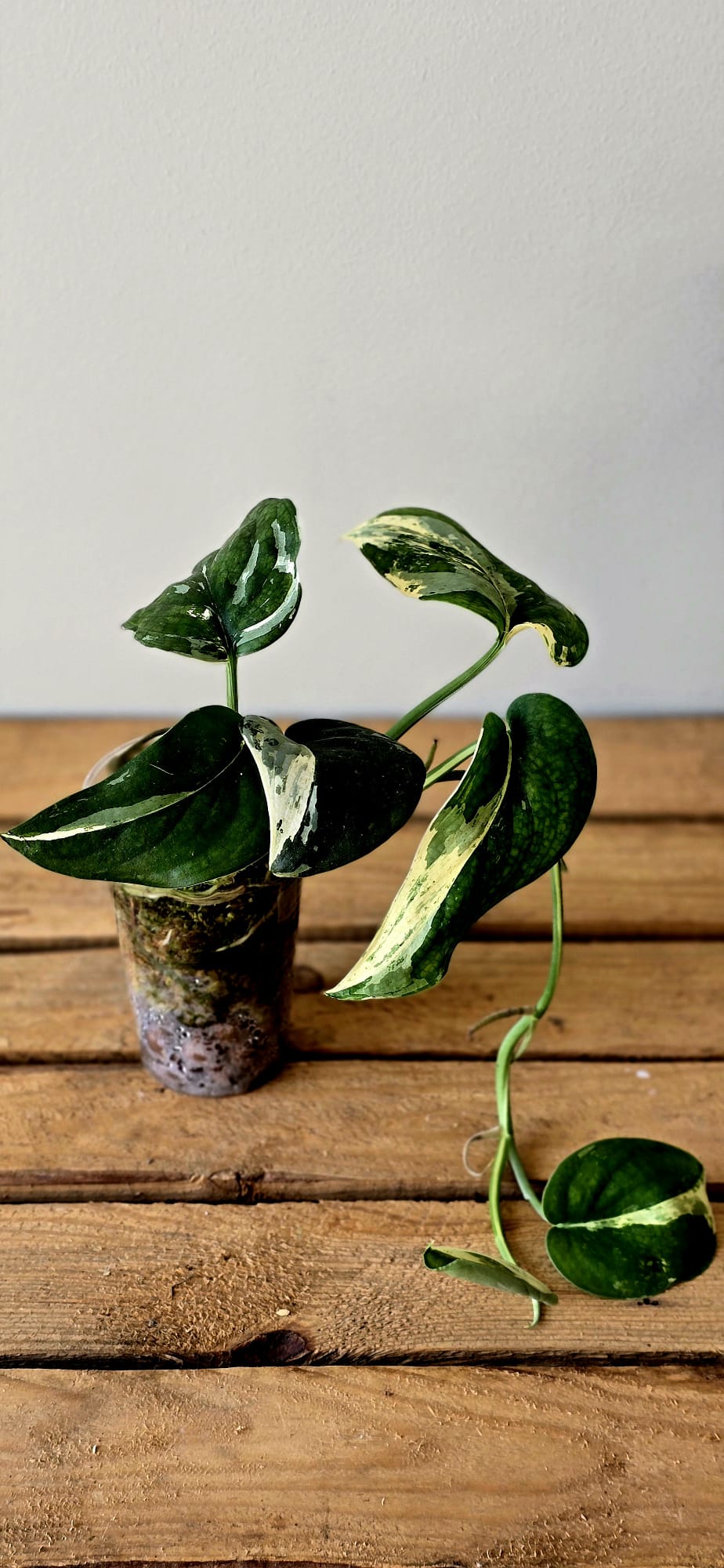 Scindapsus Jade Satin Variegata