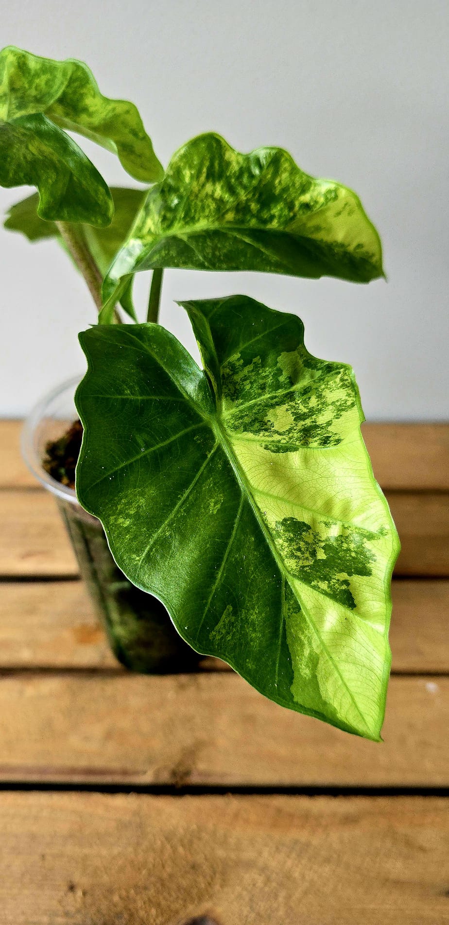 Alocasia Lowrider Aurea Mint