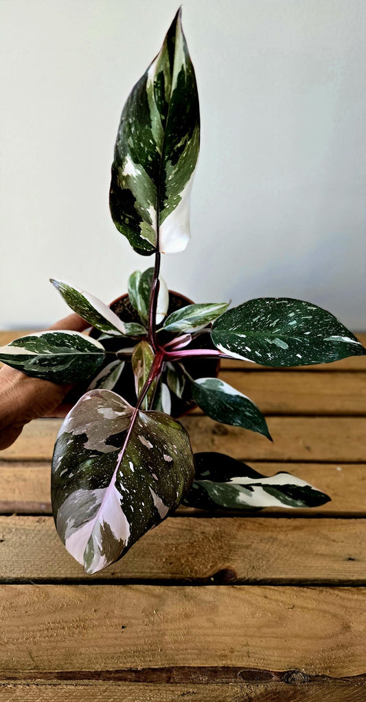 Philodendron Red Anderson