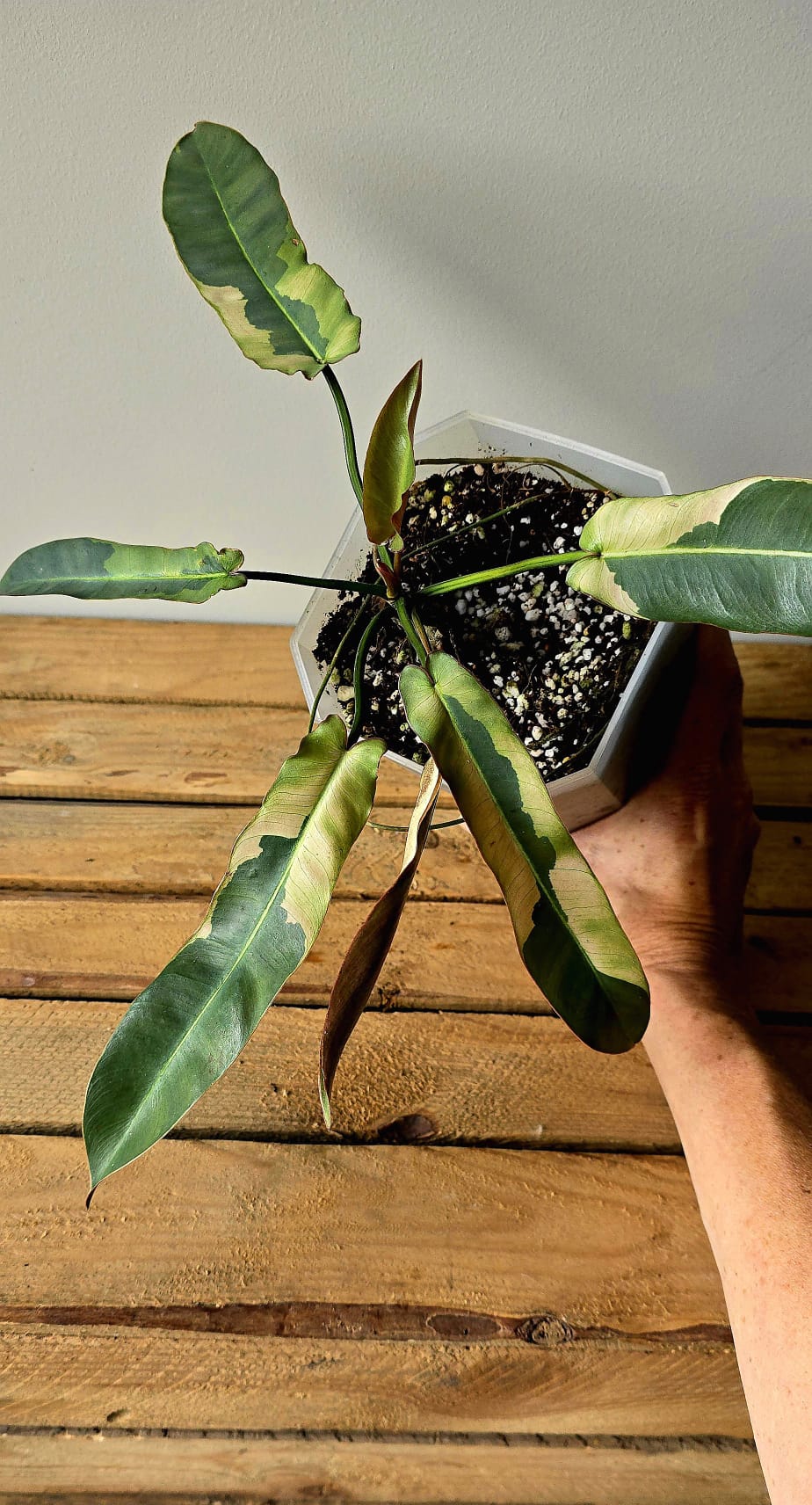 Philodendron Atabapoense Outer Variegata
