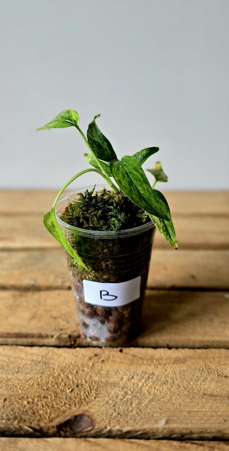 Epipremnum Pinnatum Aurea Mint