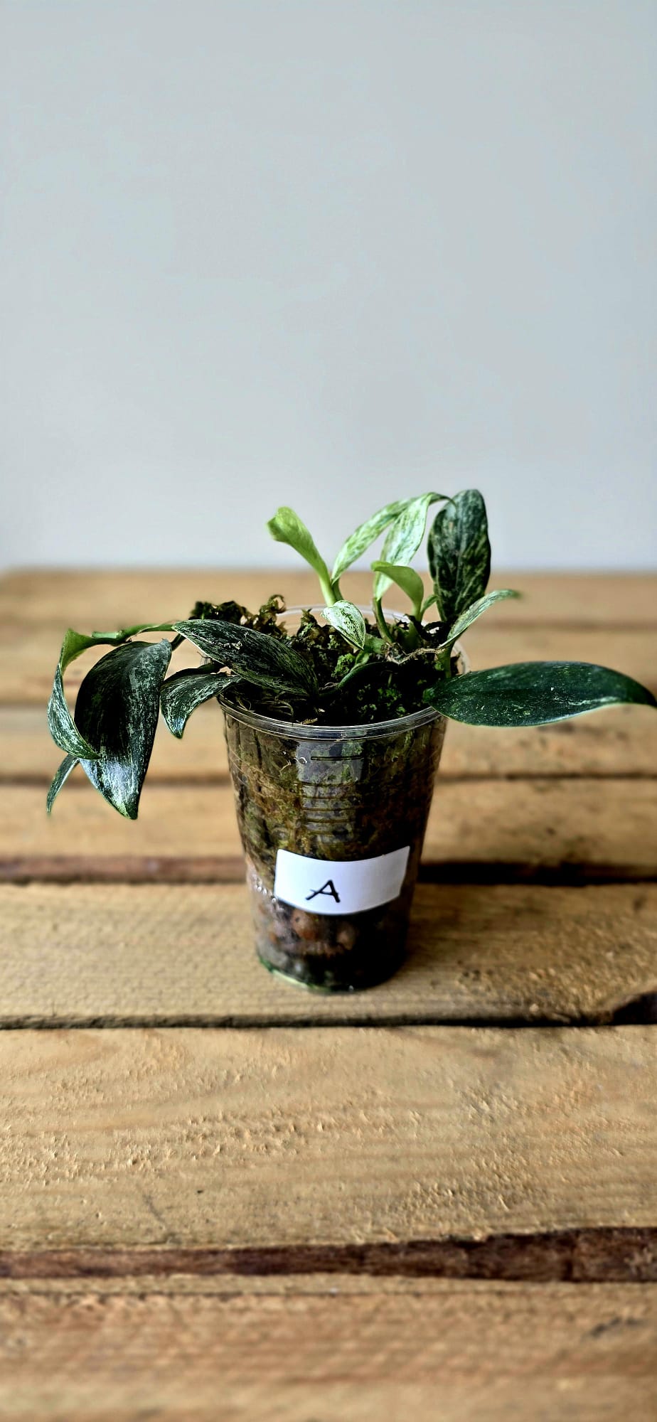 Rhaphidophora Eliptica Mint