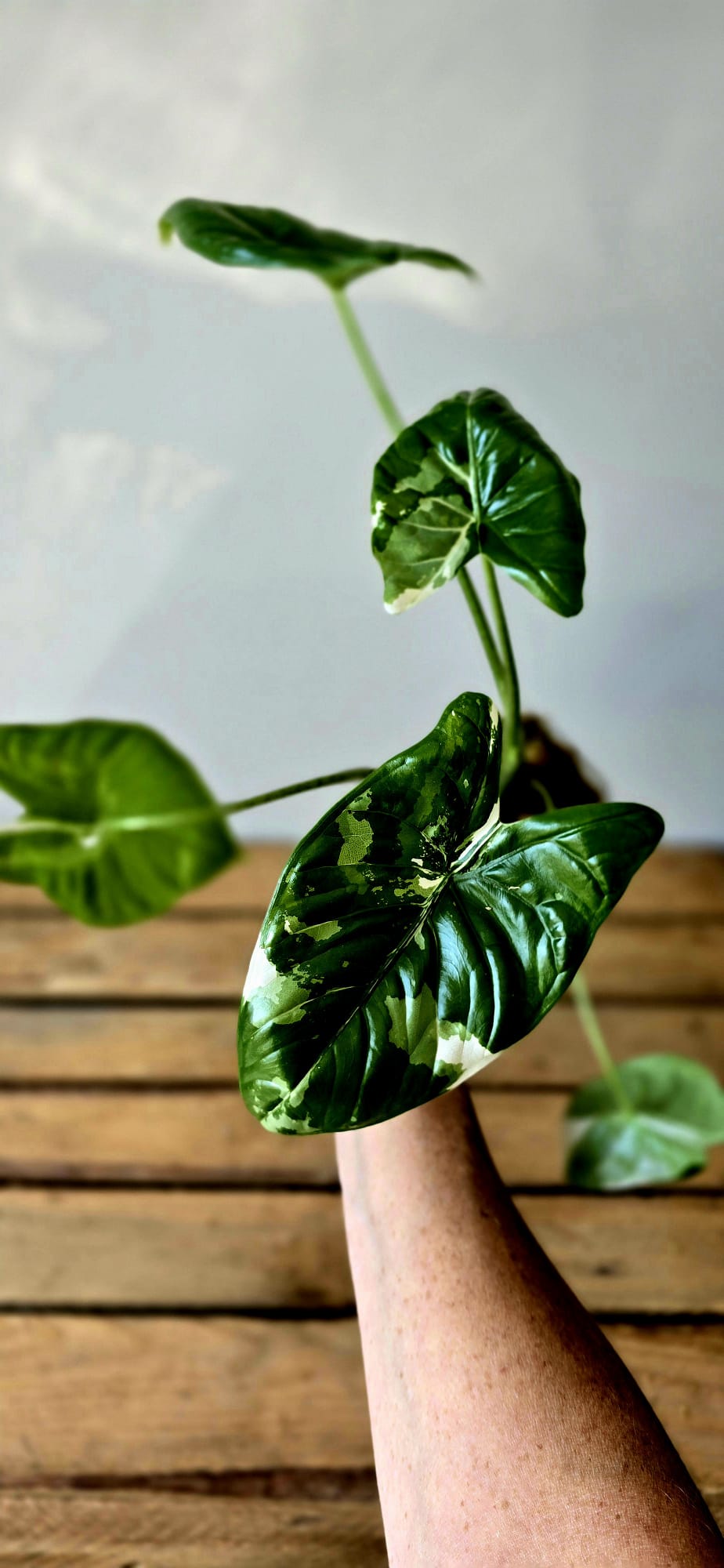 Alocasia Fornicata Albo Variegata