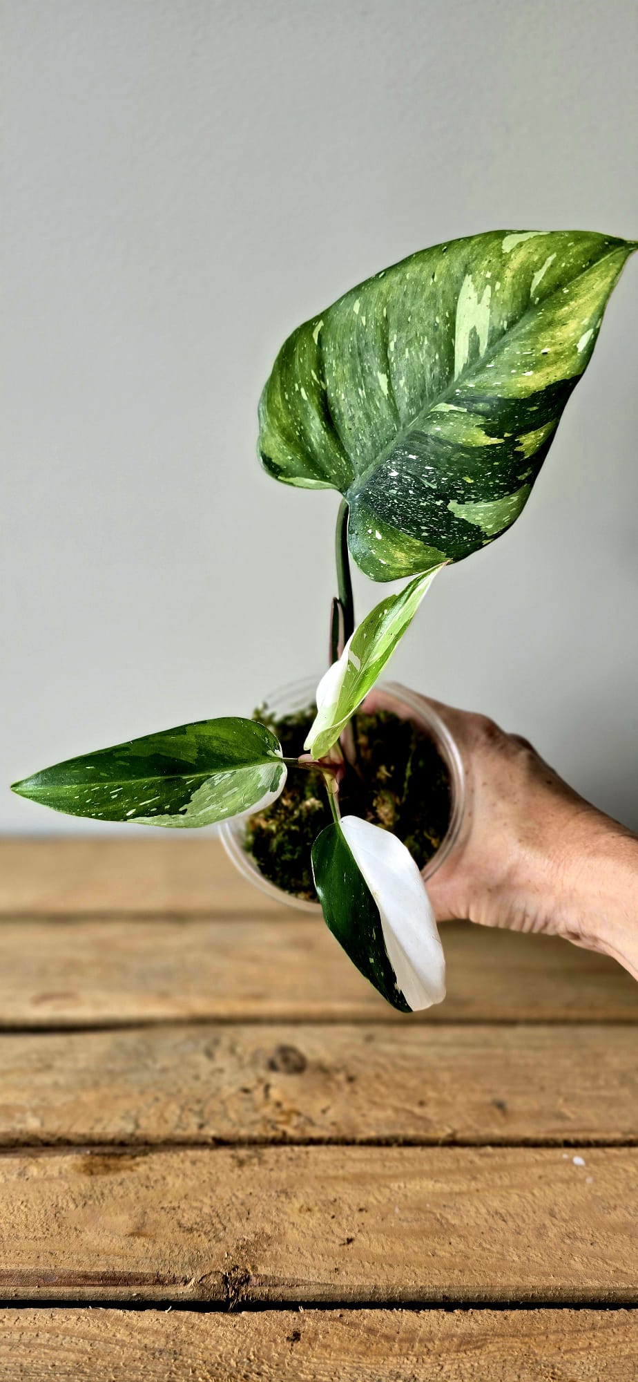 Philodendron Fresh Aurea