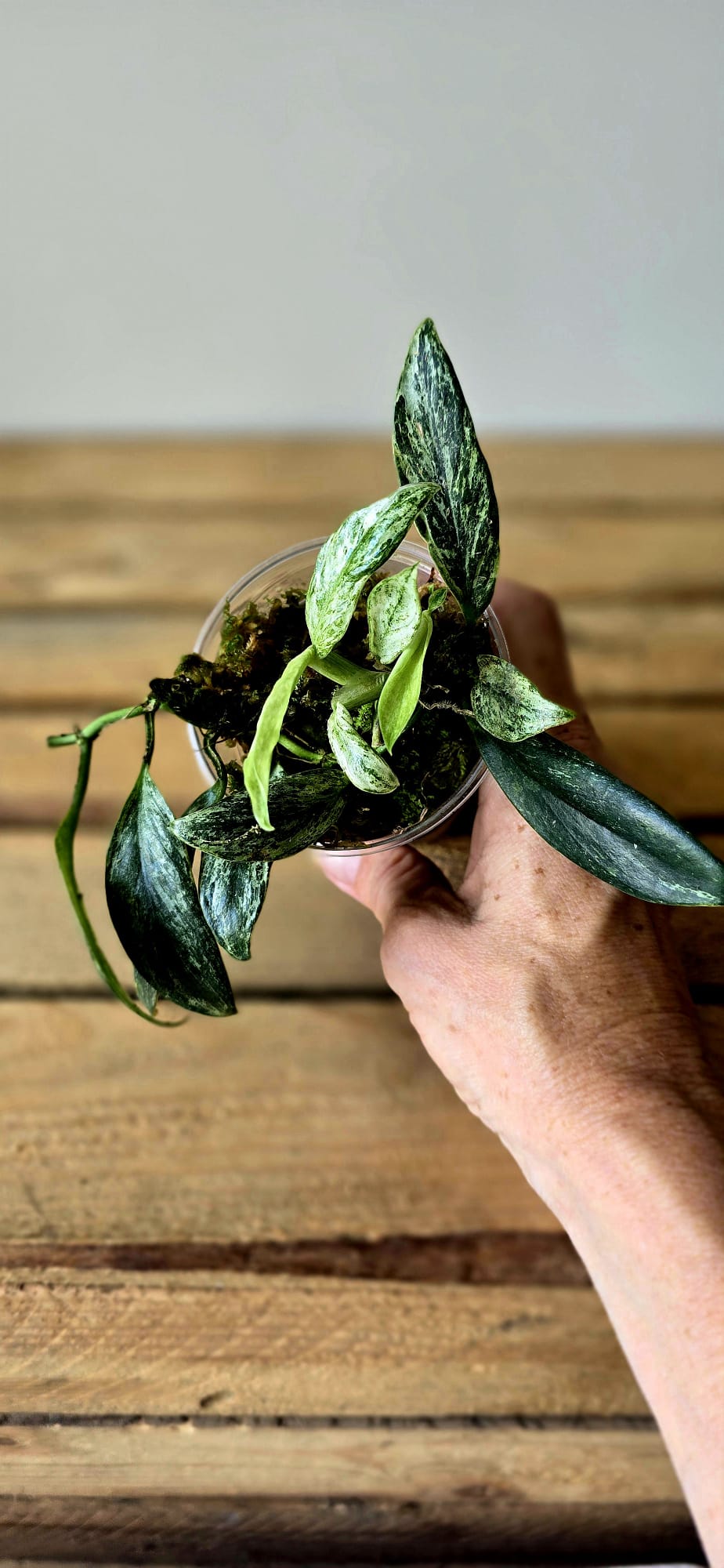 Rhaphidophora Eliptica Mint