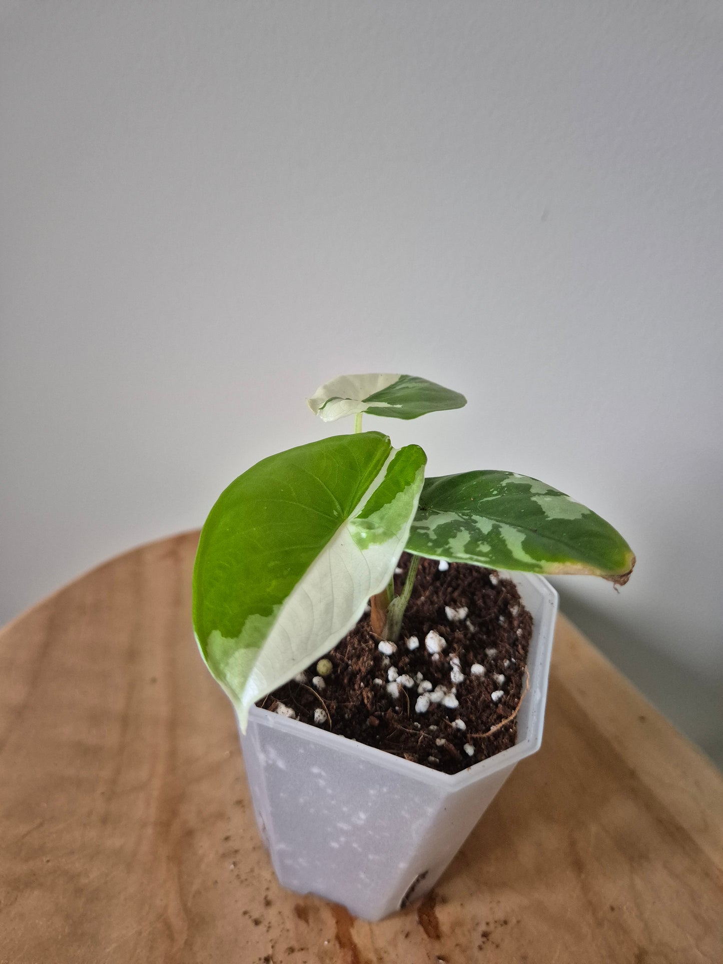 Alocasia Fornicata Albo