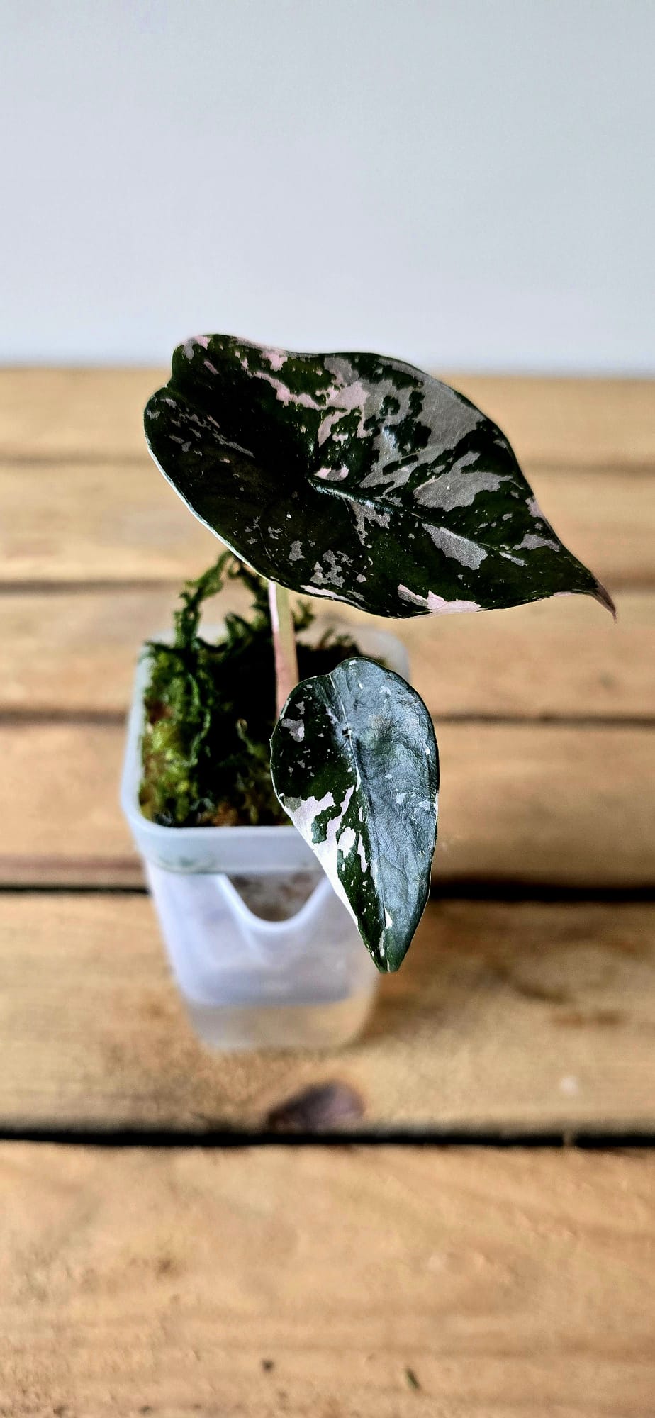 Alocasia Chantrieri Pink Variegata