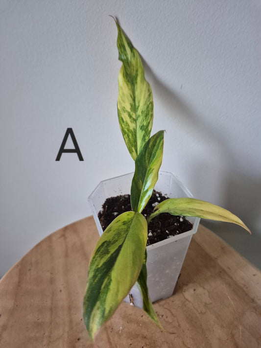 Philodendron Caramel Marble