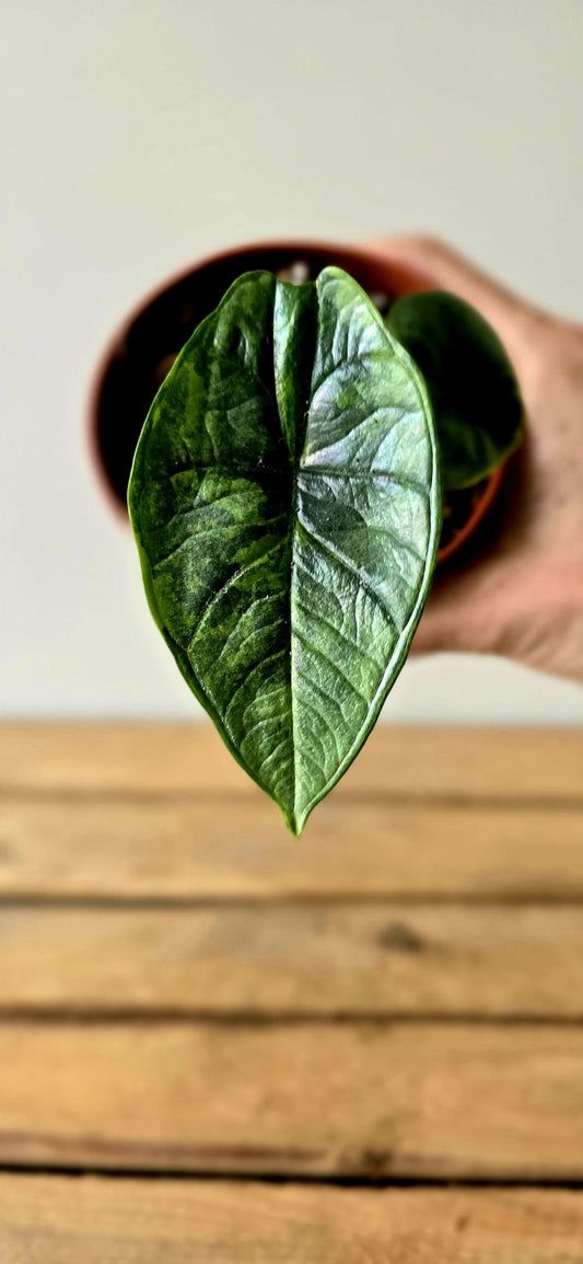 Alocasia Platinum GoG