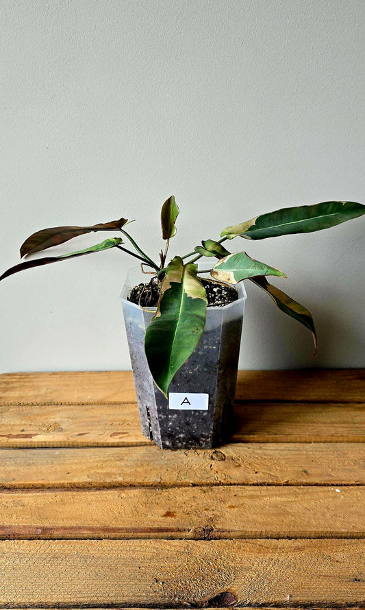 Philodendron Atabapoense Outer Variegata