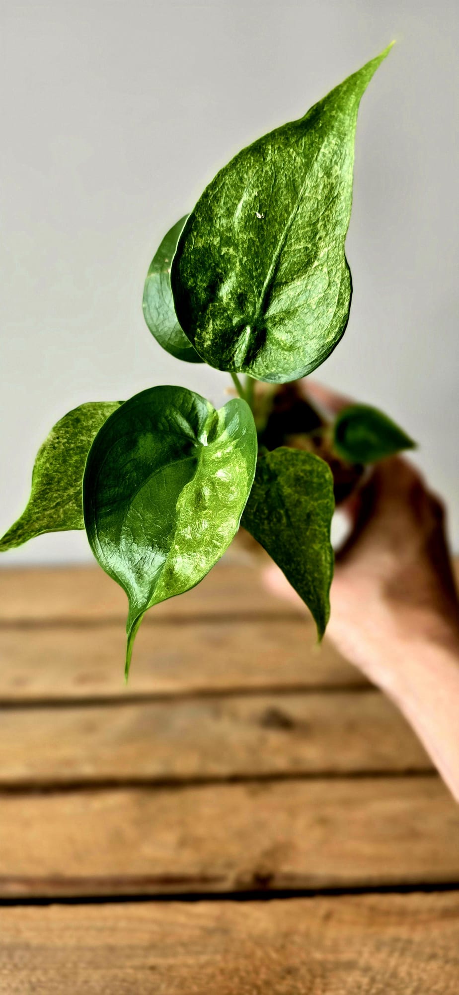 Alocasia Cuculata Mint Variegata