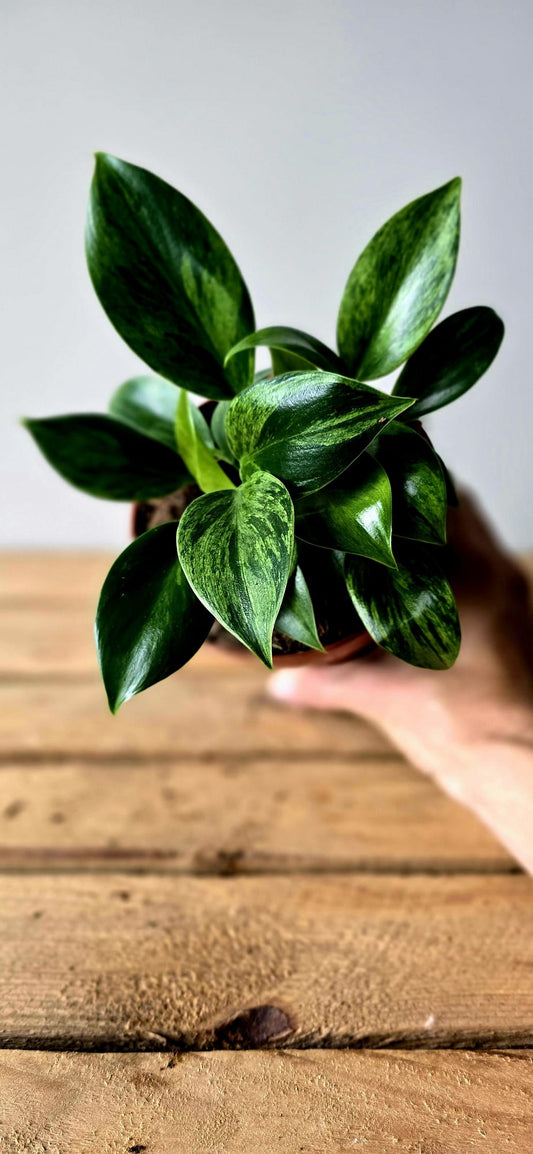 Philodendron Green Princess Variegata