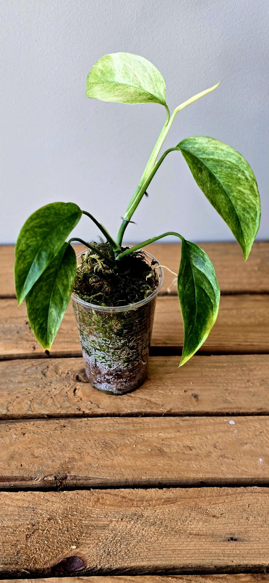 Monstera Laniata Mint