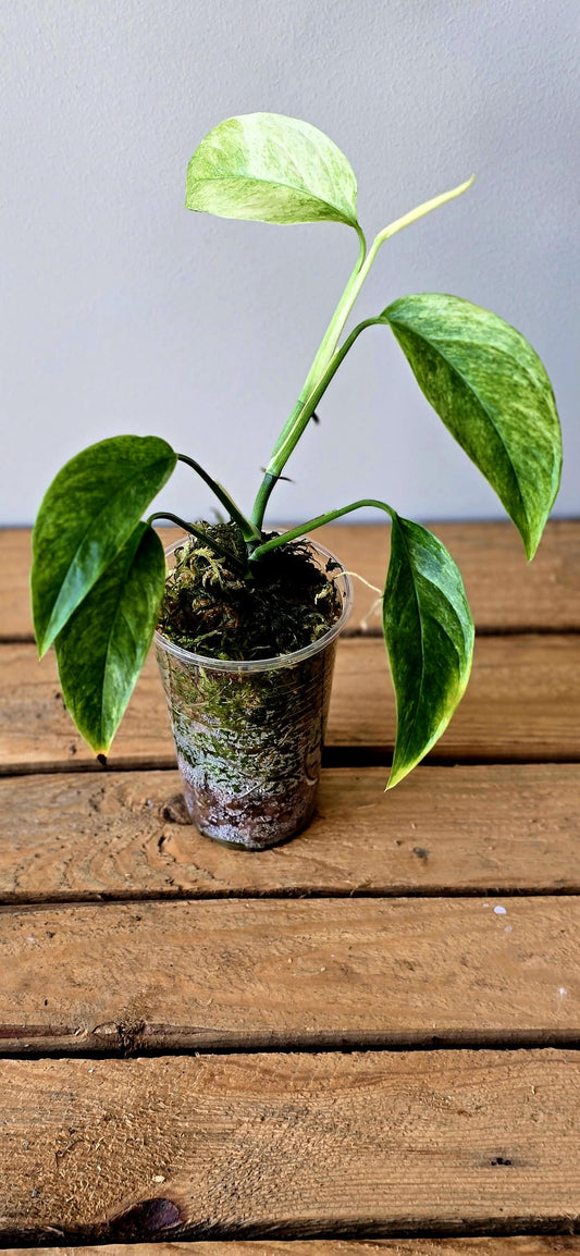 Monstera Laniata Mint