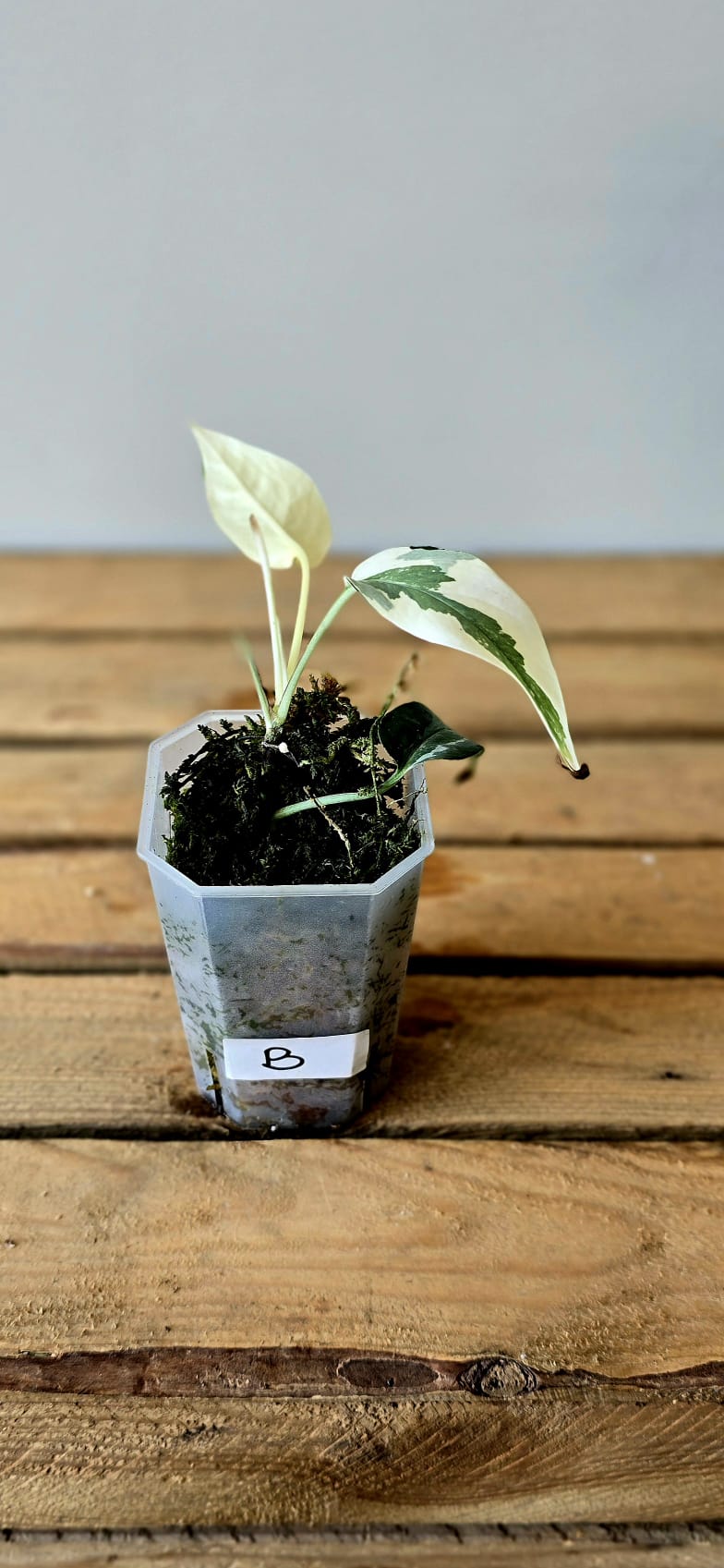 Epipremnum Pinnatum Albo Mutation