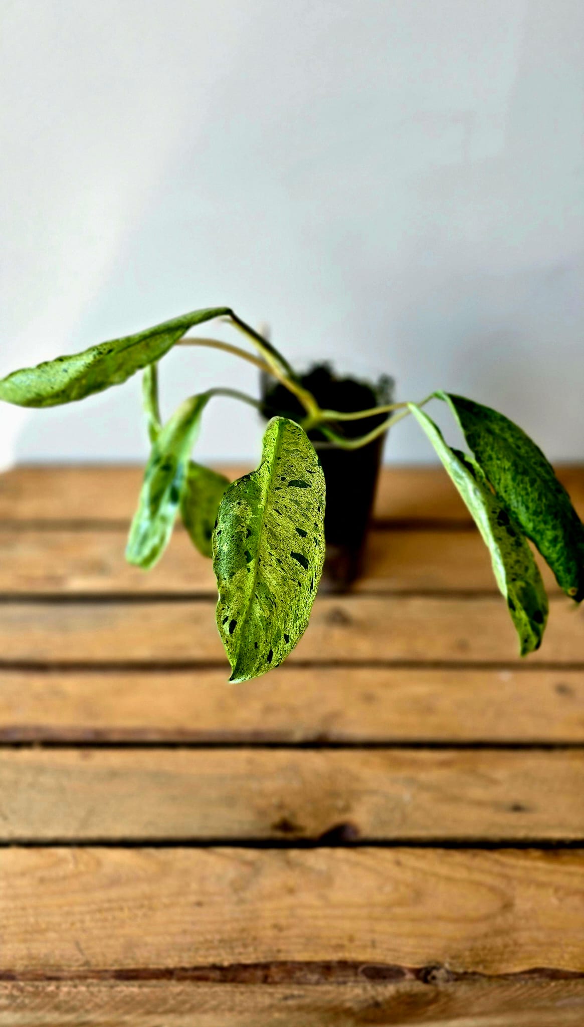 Philodendron Paraiso Verde Mutation