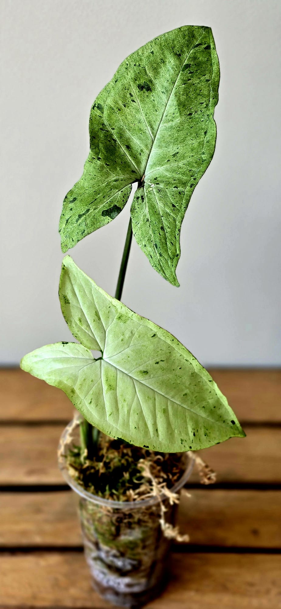 Syngonium Oregano