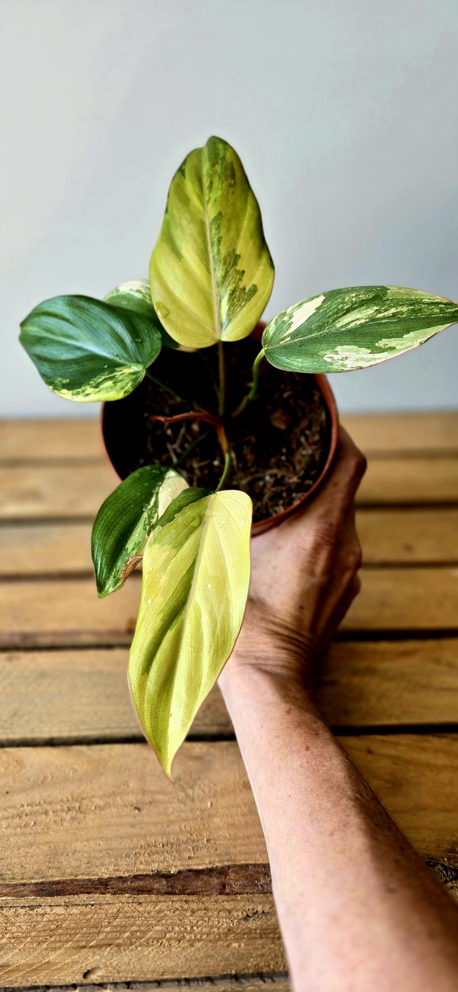 Philodendron Summer Glory Variegata