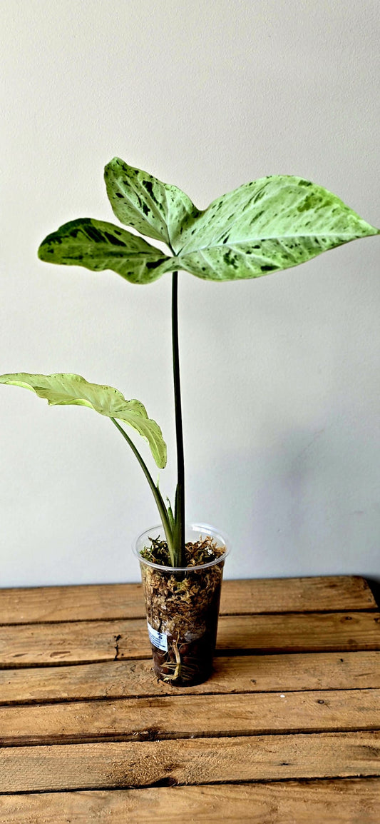 Syngonium Oregano