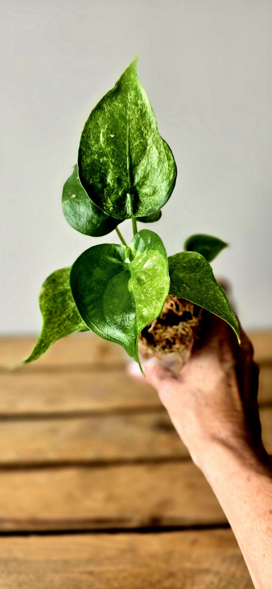 Alocasia Cuculata Mint Variegata